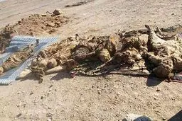 یک گور دسته‌جمعی از اجساد ۷۵ غیرنظامی سوریه کشف شد