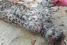 کشتار بی‌رحمانه یک پلنگ ایرانی دیگر رقم خورد