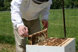 معاون جهاد کشاورزی کرمانشاه: سرانه مصرف سالانه عسل در استان ۷۰۰ گرم است