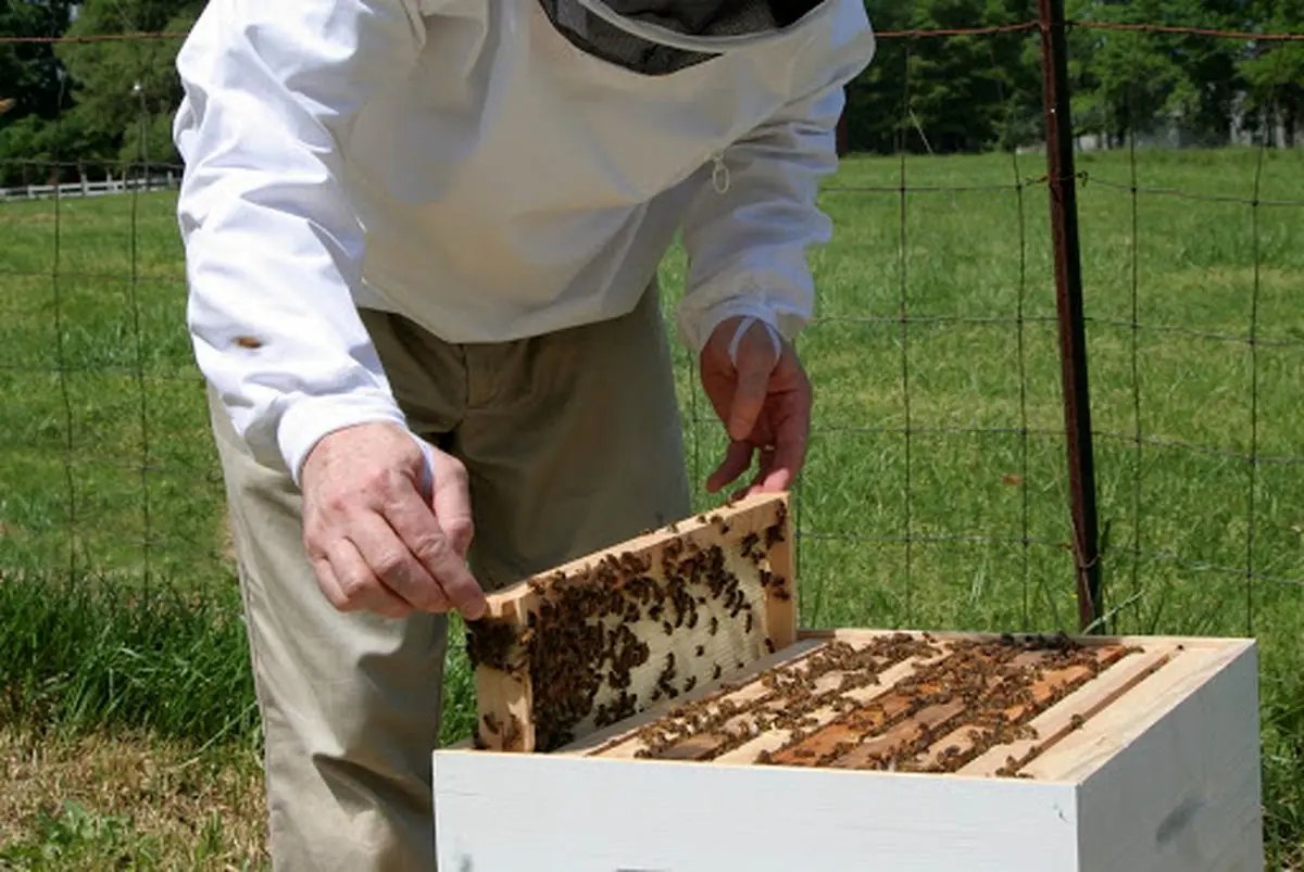 معاون جهاد کشاورزی کرمانشاه: سرانه مصرف سالانه عسل در استان ۷۰۰ گرم است