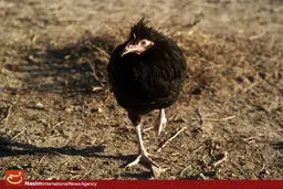 ورود طیور زنده اروپایی ممنوع شد