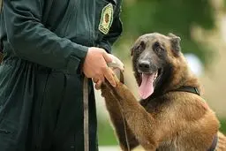 ۱۵ قلاده سگ موادیاب و خودروی ویژه حمل سگ به ناجا اختصاص یافت