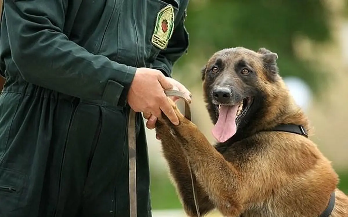 ۱۵ قلاده سگ موادیاب و خودروی ویژه حمل سگ به ناجا اختصاص یافت