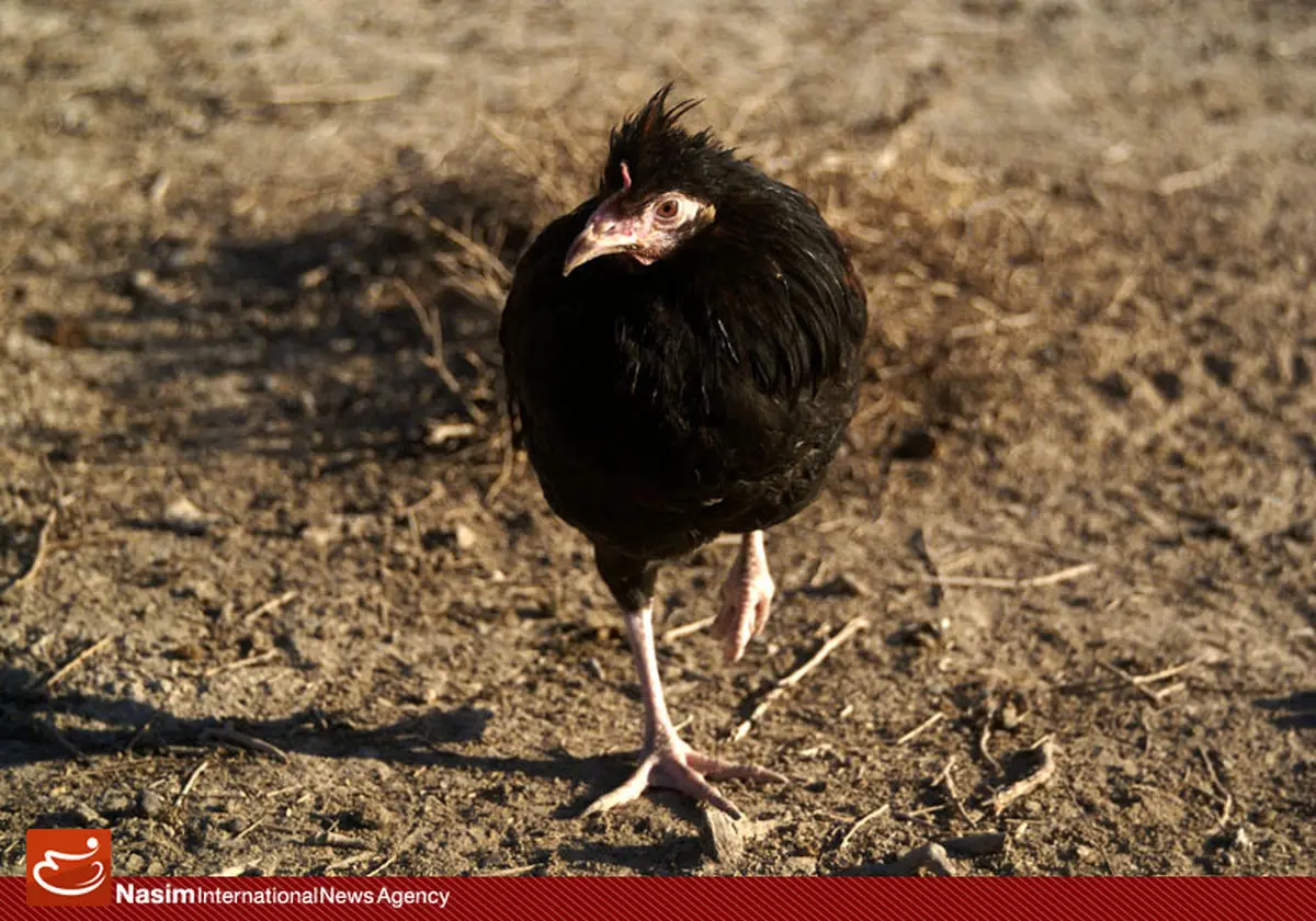 "سالانه حدود ۲۰ میلیون تن علوفه خشبی و کنسانتره در صنعت دام و طیور کشور مصرف می‌شود"