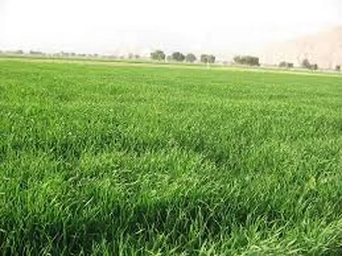 "استفاده بی‌رویه کودها و سموم شیمیایی بر روی محصولات کشاورزی بسیار خطرناک است"