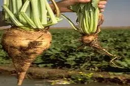 رئیس جهاد کشاورزی کرمانشاه: ۴۲۳ هزار تن چغندرقند در استان تولید شده است