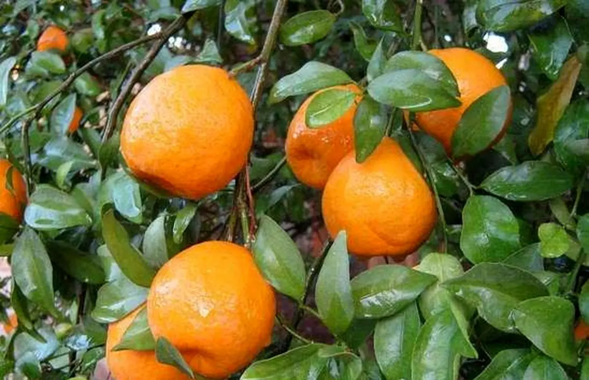 بانک مرکزی: نارنگی ۱۹.۵ درصد گران شد