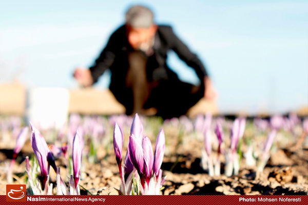 مدیر ترویج کشاورزی جهاد کشاورزی اردبیل: ۷۰ تن پیاز زعفران در استان توزیع شده است