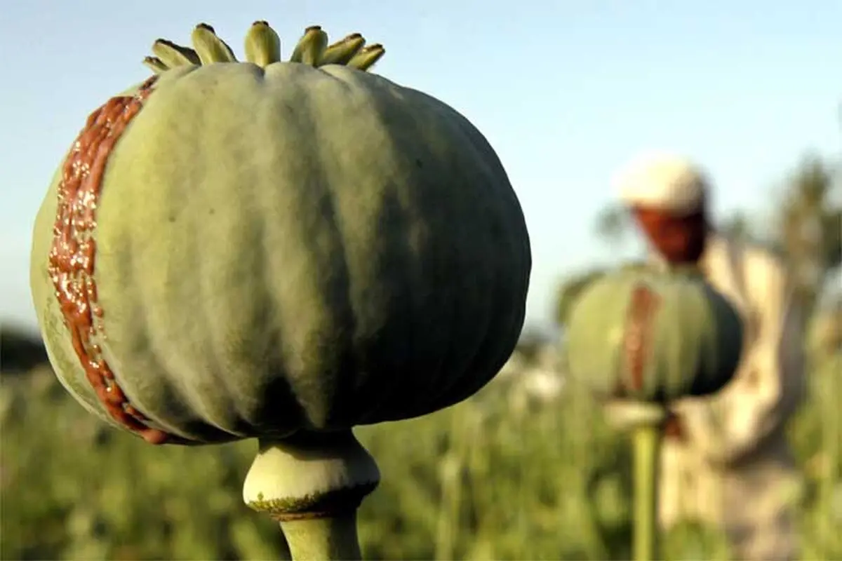 مصرف تریاک خطر بروز سرطان معده را تا سه برابر افزایش می‌دهد