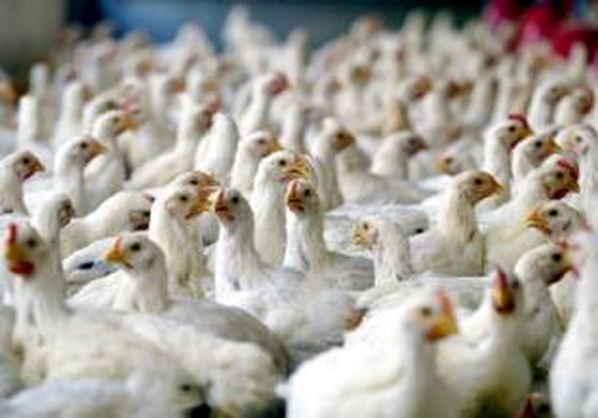 بخشدار بخش مرکزی خاش: خاش با ۳۷ واحد مرغداری قطب تولید گوشت سفید استان است