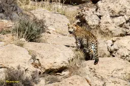 مدیرکل محیط‌زیست فارس: پلنگ ایرانی در پارک ملی بموی شیراز شناسایی شد