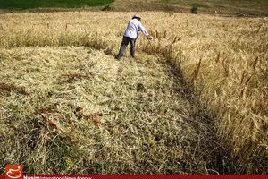 تولید گندم ایران در سال ۲۰۱۴ ، ۱۰ درصد کاهش یافت