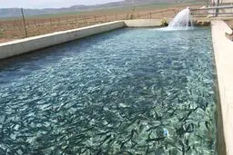 مزرعه پرورش ماهی 