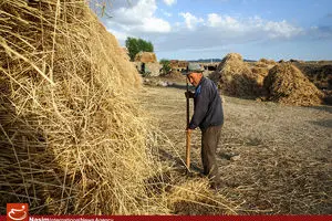 قیمت گندم و خوراک دام در بازارهای جهانی کاهش یافت