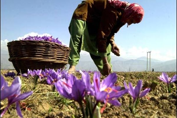 معاون جهاد کشاورزی کرمانشاه: سطح زیرکشت زعفران در استان ۵۶ هکتار است