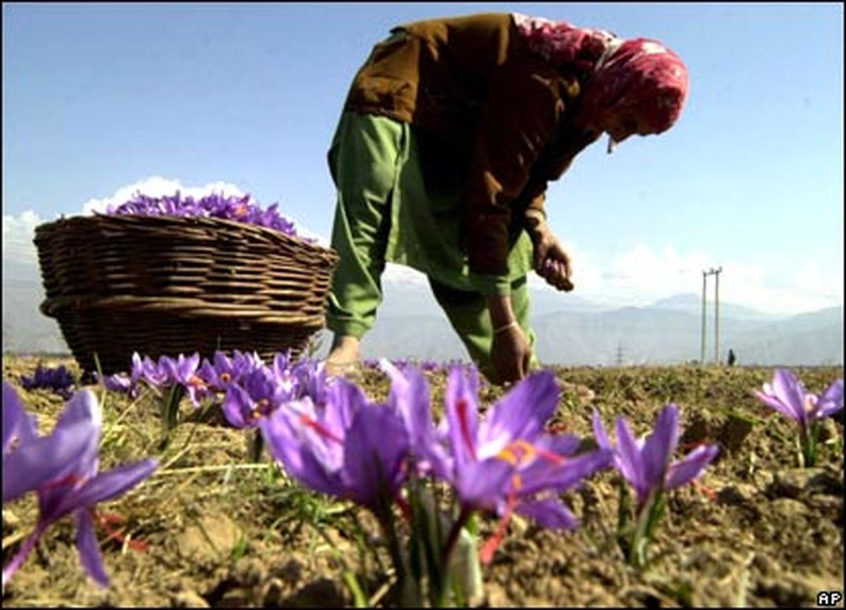 معاون جهاد کشاورزی کرمانشاه: سطح زیرکشت زعفران در استان ۵۶ هکتار است