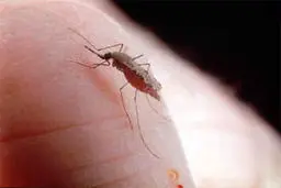 سرپرست مرکز بهداشت شوش: آمار بیماران مبتلا به سالک در شوش از مرز هزار نفر گذشت