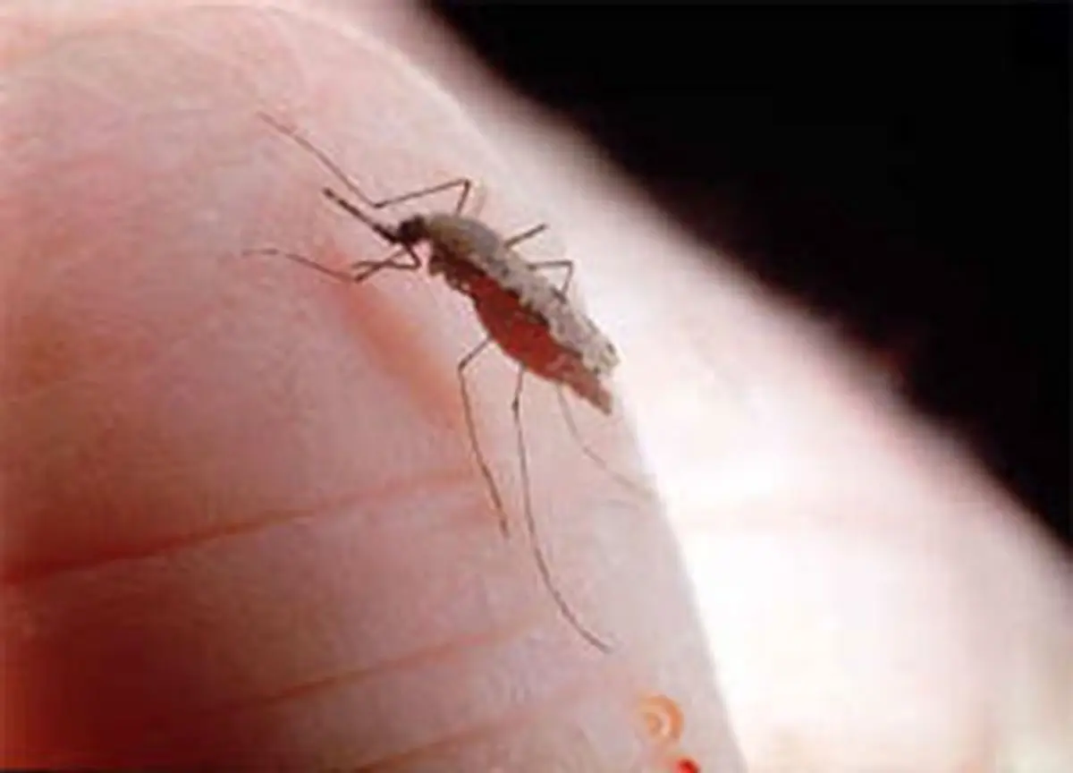 سرپرست مرکز بهداشت شوش: آمار بیماران مبتلا به سالک در شوش از مرز هزار نفر گذشت