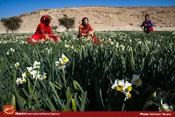 گزارش تصویری:: جشنواره گل‌های نرگس کازرون