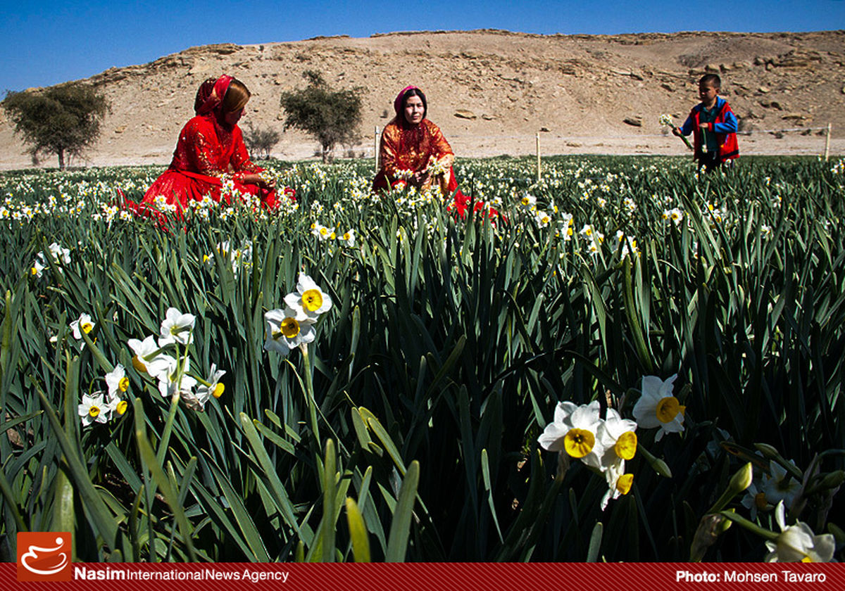 گزارش تصویری:: جشنواره گل‌های نرگس کازرون