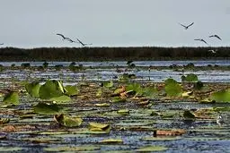 فاضلاب، زباله‌ها و رسوبات نفس انزلی را تنگ کرده است