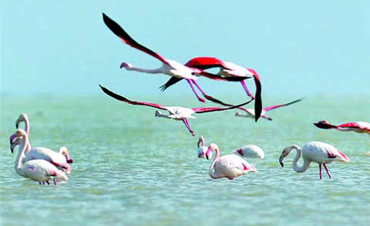 "تالاب‌های میانکاله، ارژنگ و پریشان صاحب حریم می‌شوند"