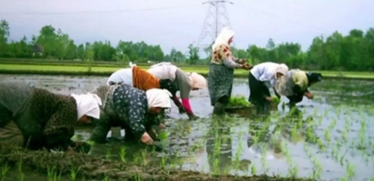 دبیر انجمن حمایت از برنج از عرضه برنج ایرانی با شناسنامه و کد رهگیری از سال آینده خبر داد