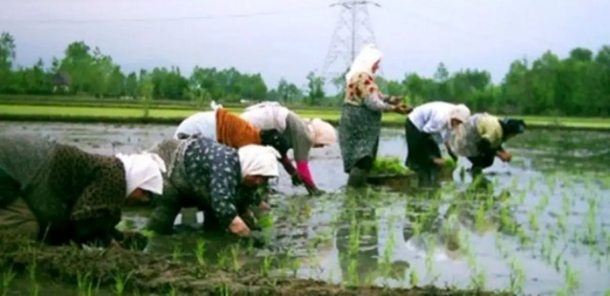 دبیر انجمن حمایت از برنج از عرضه برنج ایرانی با شناسنامه و کد رهگیری از سال آینده خبر داد