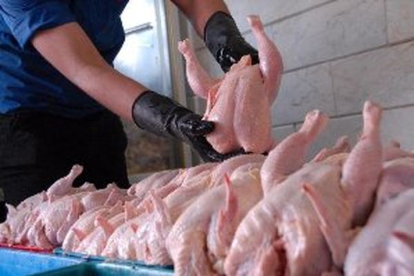 مدیرعامل اتحادیه سراسری مرغداران گوشتی: مازاد تولید گوشت مرغ ماهانه ۱۵ هزار تن است