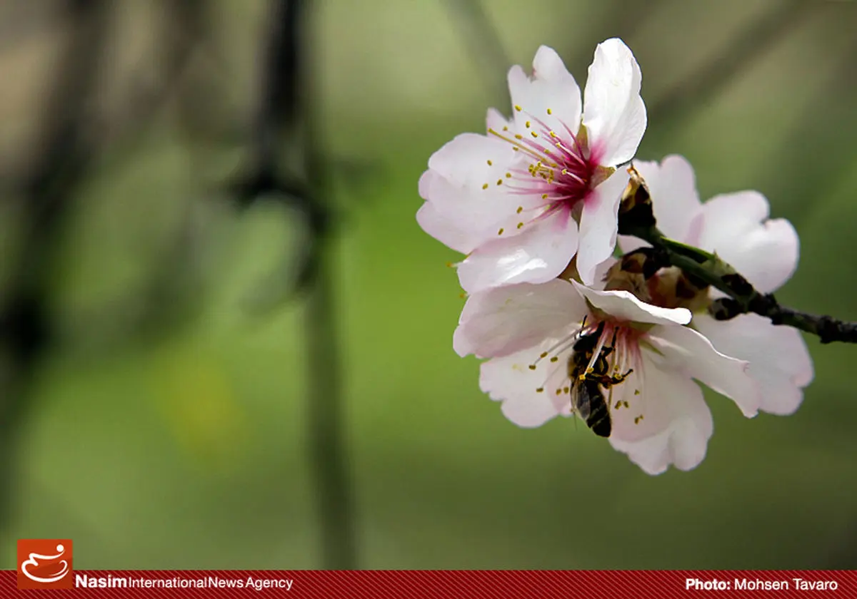 گزارش تصویری:: رویش شکوفه‌های بهاری در زمستان 