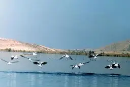 تالاب پریشان حال خوشی ندارد