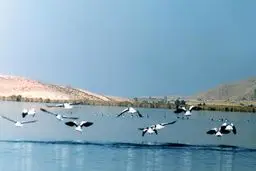 تالاب پریشان حال خوشی ندارد