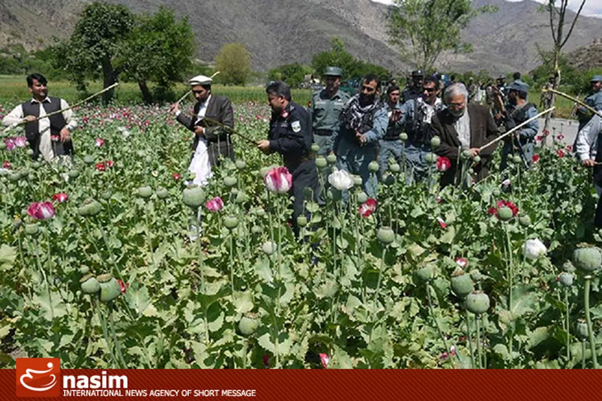 "معیشت جایگزین در افغانستان باید انجام شود"