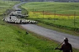 مدیرکل امور عشایر فارس: تأمین امنیت، علوفه و آب خواست عشایر از دولت است