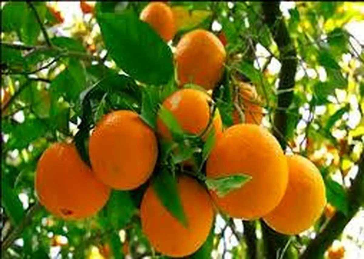 مدیر باغبانی جهاد کشاورزی فارس: خسارت سرمازدگی در باغ‌های مرکبات استان نداشتیم