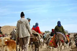 مدیرکل امور عشایر فارس: ایجاد مسیر کوچ عشایر در محدوده  کلان‌شهر شیراز لحاظ  نشده است