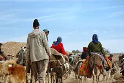 مدیرکل امور عشایر فارس: ایجاد مسیر کوچ عشایر در محدوده  کلان‌شهر شیراز لحاظ  نشده است