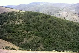 قائم‌مقام معاون قضایی منابع طبیعی کشور: عرصه‌های منابع طبیعی شناسنامه‌دار شوند