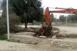 درختان دزفول دوباره زیر تیغ رفتند