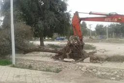 درختان دزفول دوباره زیر تیغ رفتند