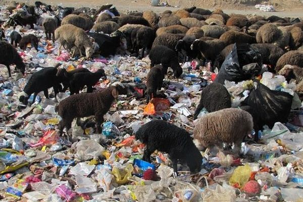 روزانه صدها گوسفند از زباله‌های شهری و بیمارستانی در پیشوا تغذیه می‌کنند