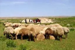 مدیرکل عشایر سیستان و بلوچستان: از ایتدای امسال تاکنون ۱۶۰ هزار راس دام بیمه شده‌اند
