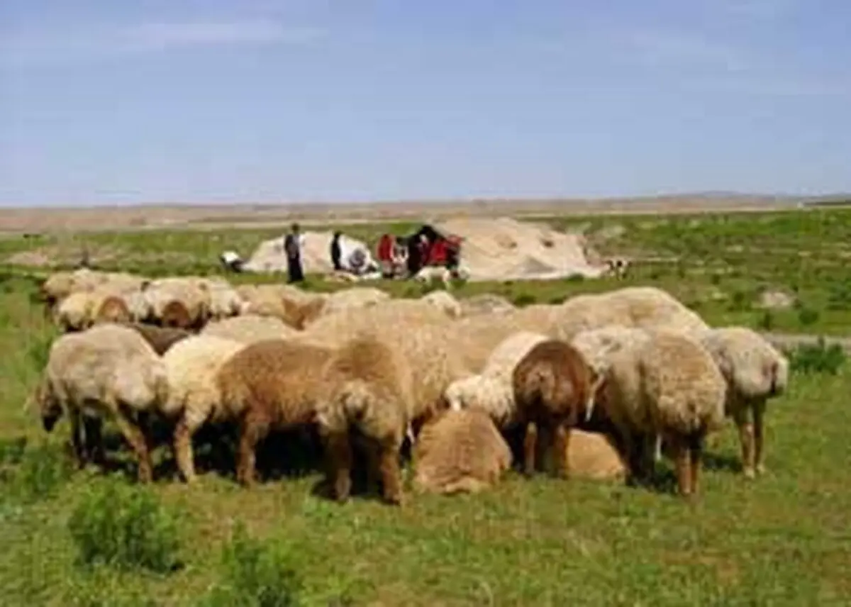 مدیرکل عشایر سیستان و بلوچستان: از ایتدای امسال تاکنون ۱۶۰ هزار راس دام بیمه شده‌اند