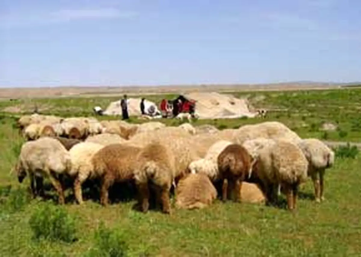 مدیرکل عشایر سیستان و بلوچستان: از ایتدای امسال تاکنون ۱۶۰ هزار راس دام بیمه شده‌اند