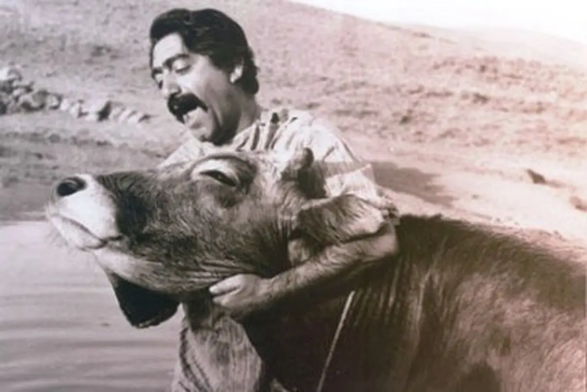 "گاو" بعد از ۴۵ سال مجددا به پرده سینماها می‌آید