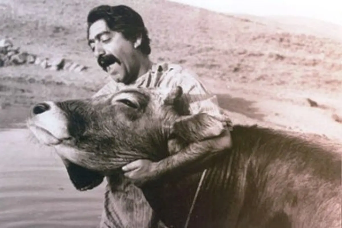 "گاو" بعد از ۴۵ سال مجددا به پرده سینماها می‌آید