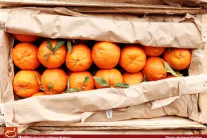 رئیس سازمان مرکزی تعاون روستایی: پرتغال تامسون و والنسیا، ۲۲ اسفند عرضه می‌شوند