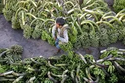 رئیس سازمان مرکزی تعاون روستایی: نوسان قیمت موز جهانی است نه داخلی