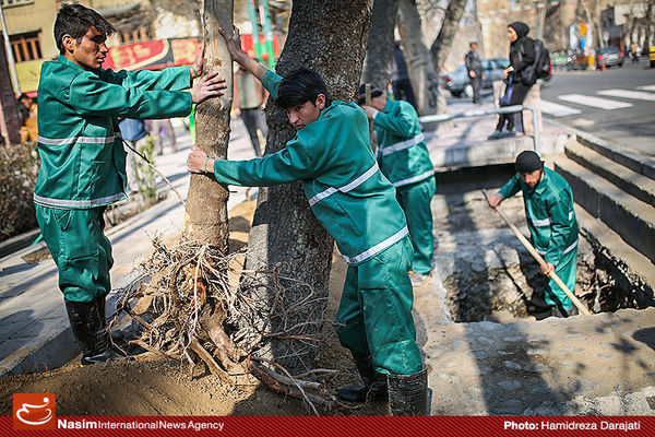 معاون شهردار مشهد: جریمه قطع هر درخت ۳۰ تا ۵۰ میلیون تومان تعیین شده است 