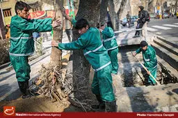 معاون شهردار مشهد: جریمه قطع هر درخت ۳۰ تا ۵۰ میلیون تومان تعیین شده است 